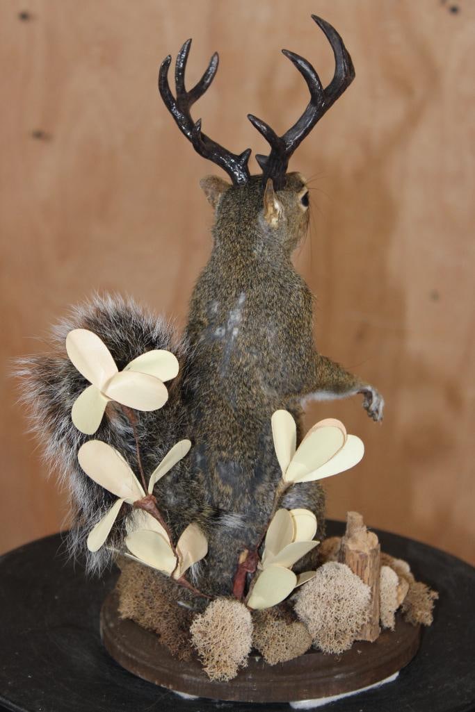 Life-sized SQUIRREL "Jackalope" with Reproduction Antlers on a Wood Base - 4
