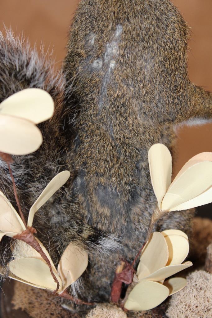 Life-sized SQUIRREL "Jackalope" with Reproduction Antlers on a Wood Base - 5