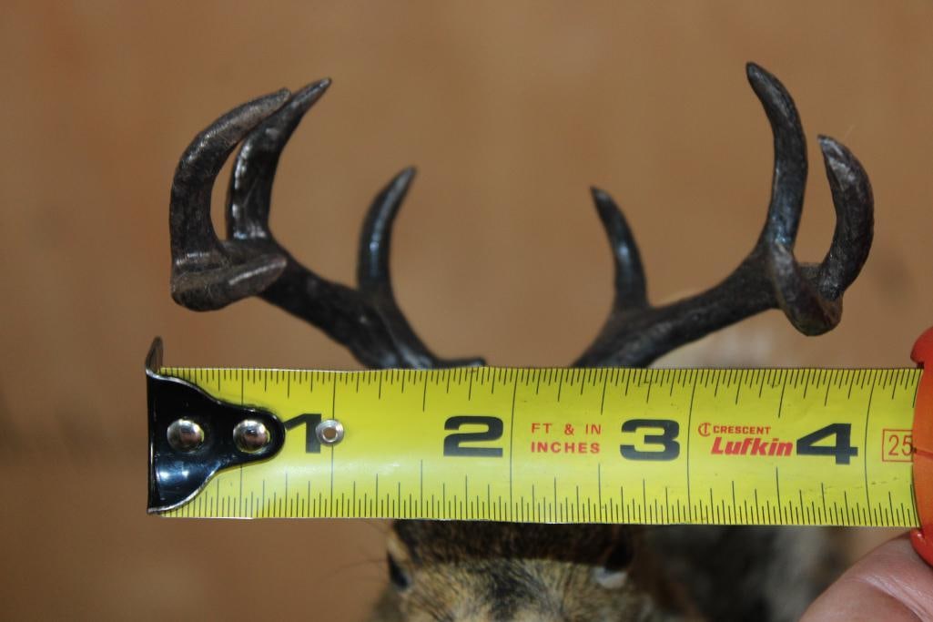 Life-sized SQUIRREL "Jackalope" with Reproduction Antlers on a Wood Base - 7