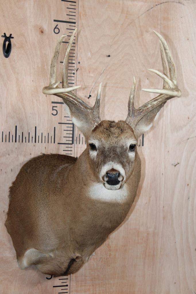 10-Point WHITETAIL DEER Shoulder Mount: Nice 10-Point WHITETAIL DEER Shoulder Mount. It has a 16.75" Spread and is in Good Condition. TAXIDERMY 
