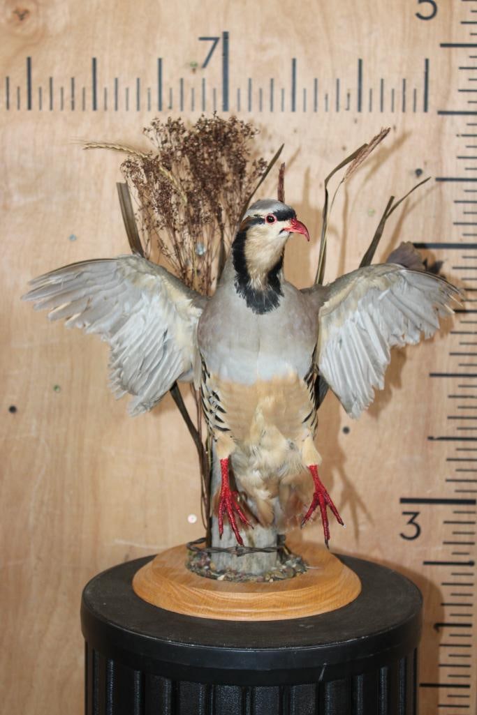 CHUKAR PARTRIDGE on a Decorative Wood Plaque Base: Life-sized CHUKAR PARTRIDGE on a Wood Plaque Base. It measures 16" Long x 11" Wide x 17" Tall and is in Good Condition. TAXIDERMY BIRDS 