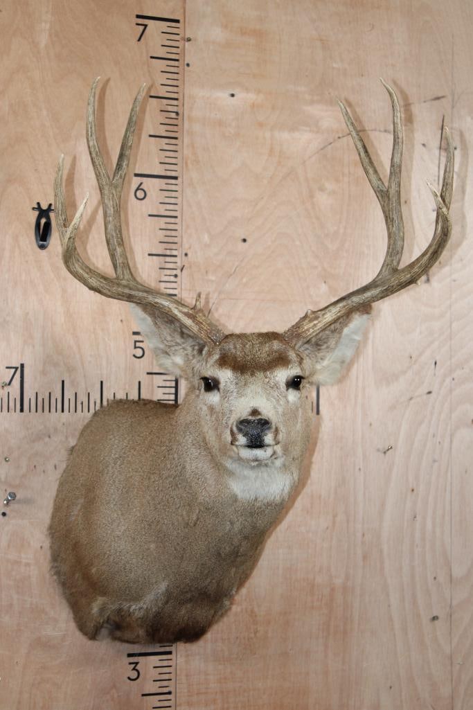 9-Point MULE DEER Shoulder Mount: Nice 9-Point MULE DEER Shoulder Mount. It has a 24.5" Spread and is in Good Condition. TAXIDERMY 