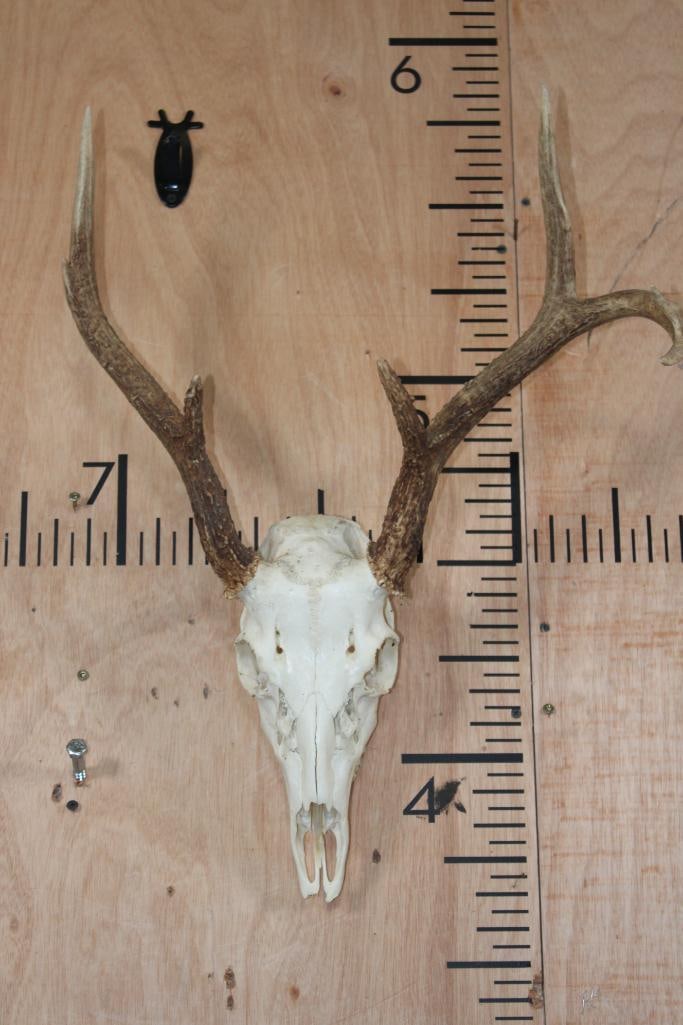 Left Dominant 6-Point WHITETAIL DEER Skull: Left Dominant 6-Point WHITETAIL DEER Skull. It is missing 3 teeth and has a Wire Hanger. TAXIDERMY SKULLS 