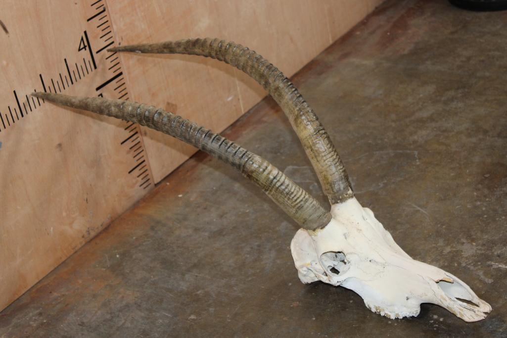Big SABLE Skull: Big SABLE Skull with All its Teeth. The Right Horn measures 31.5" Long and the Left Horn measures 31.25" Long. TAXIDERMY SKULLS