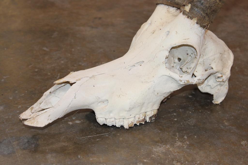 Big SABLE Skull - 4