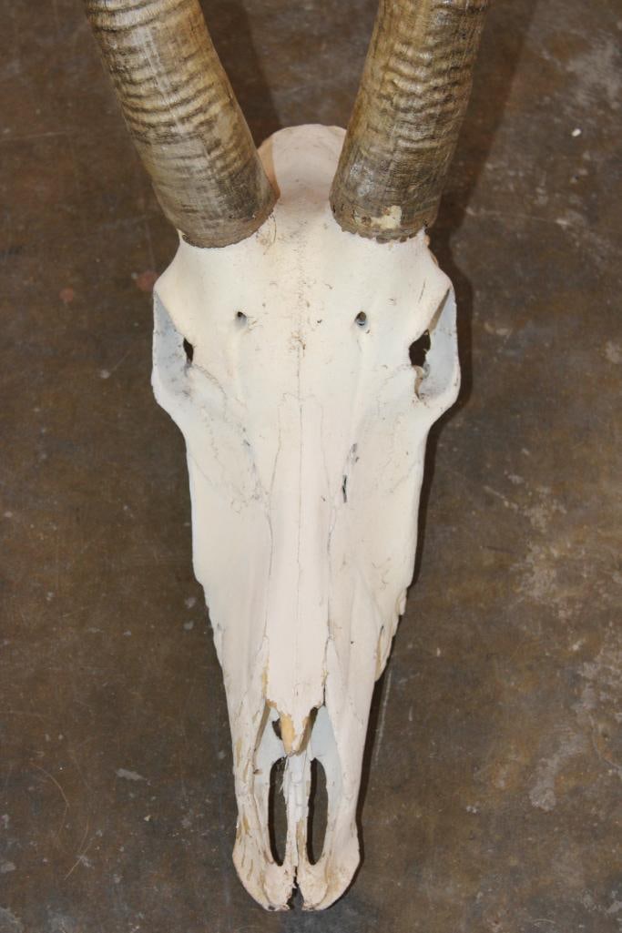 Big SABLE Skull - 5