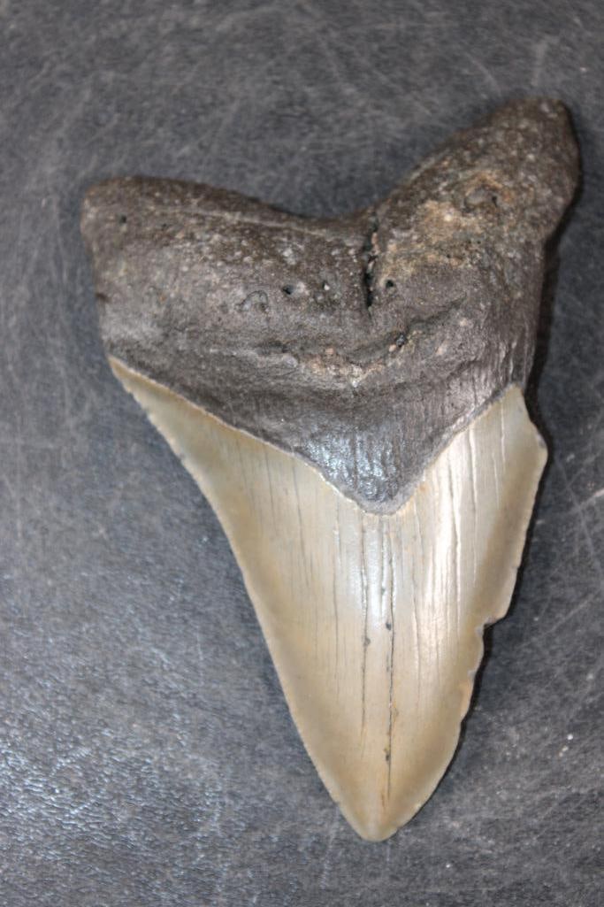 MEGALODON Shark Tooth Fossil (1 of 4)