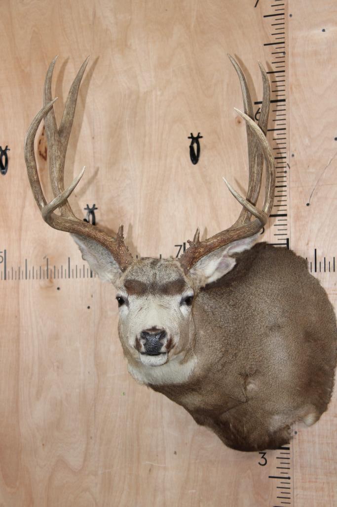 10-Point MULE DEER Shoulder Mount with a Tall Basket: 10-Point MULE DEER Shoulder Mount with a Tall Basket. It has a 21.25" Spread. There is a minor left ear repair, otherwise it is in Good Condition. TAXIDERMY 