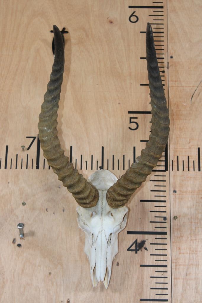 PUKU Skull with a Wire Hanger: PUKU Skull with a Wire Hanger. The Right Horn measures 19.5" Long and the Left Horn measures 19.75" Long. It is missing 3 Teeth and its Nose Cone. TAXIDERMY SKULLS 