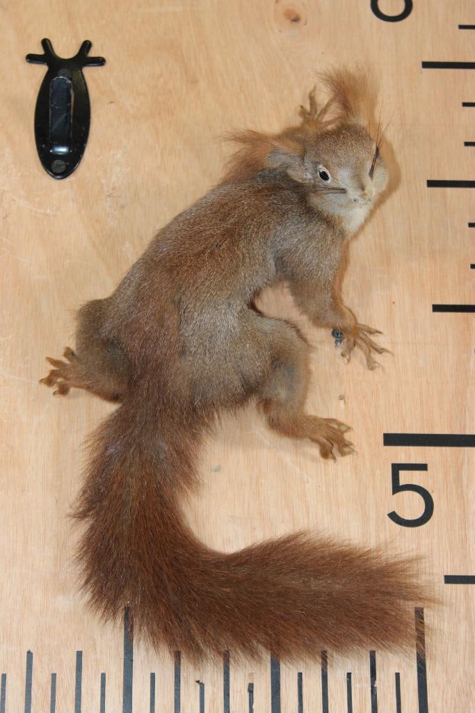 Life-sized RED SQUIRREL on Wires (No Hanger): Life-sized RED SQUIRREL with a cute face! It measures 14" Tall x 8" Wide and has wires (No Hanger). It is in Good Condition. TAXIDERMY 