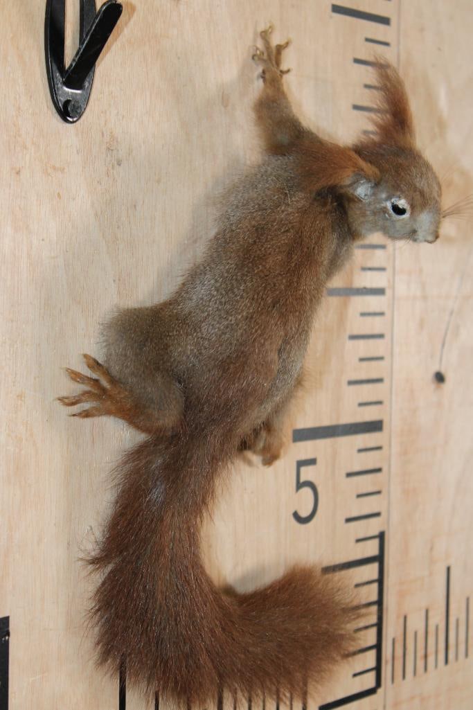 Life-sized RED SQUIRREL on Wires (No Hanger) - 3