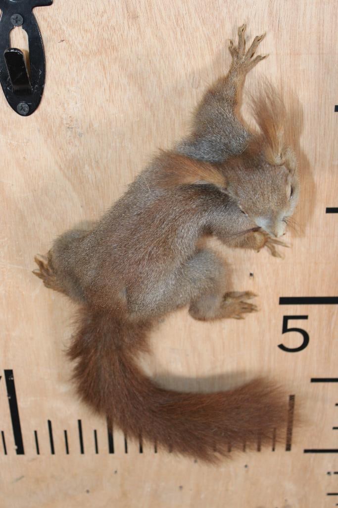 Life-sized RED SQUIRREL on Wires (No Hanger) - 4