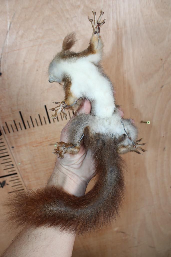 Life-sized RED SQUIRREL on Wires (No Hanger) - 7