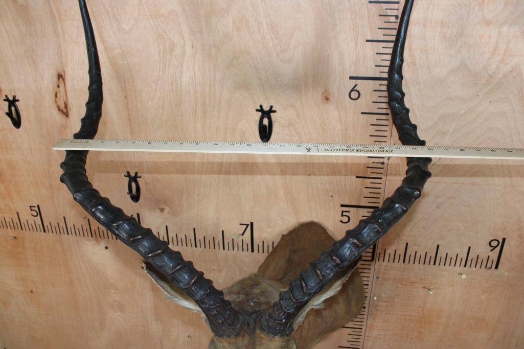 Massive IMPALA Shoulder Mount - 10