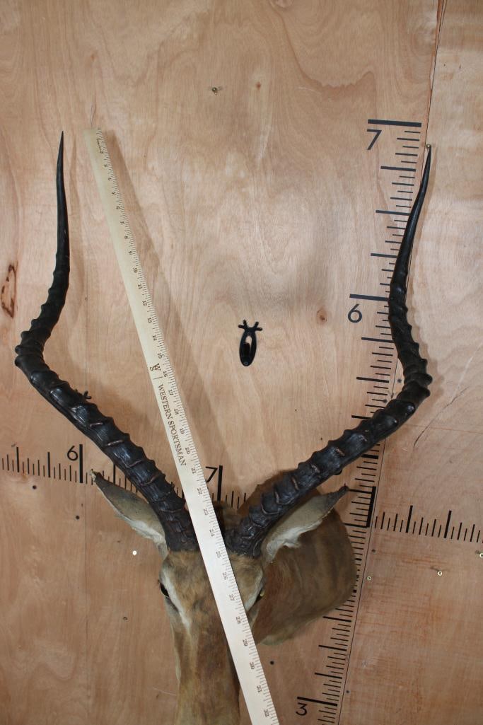 Massive IMPALA Shoulder Mount - 11