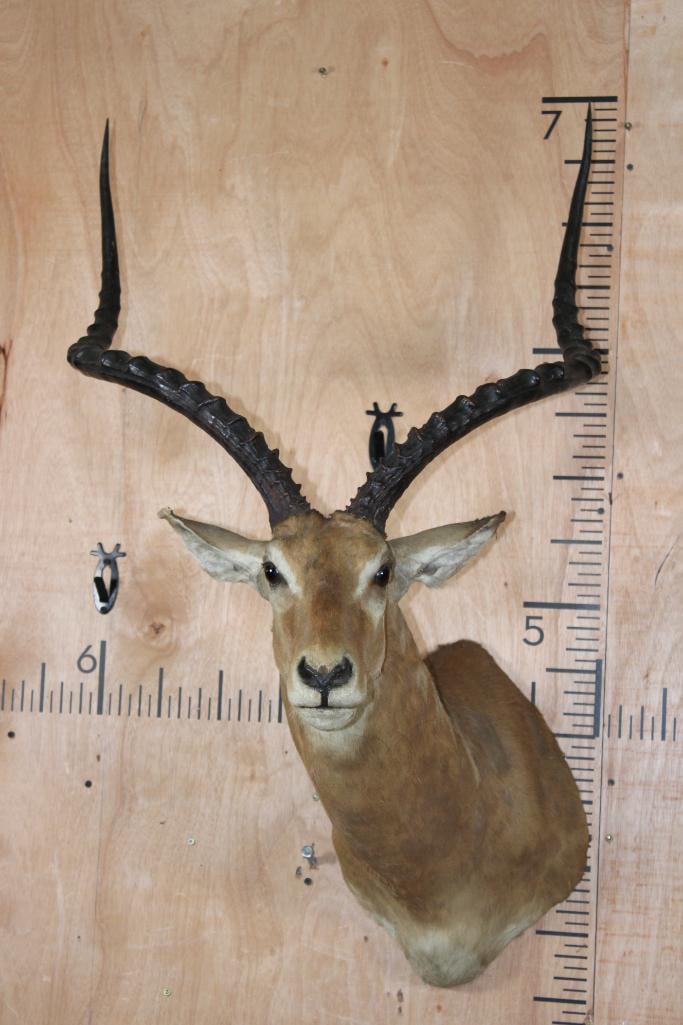 Massive IMPALA Shoulder Mount (1 of 11)