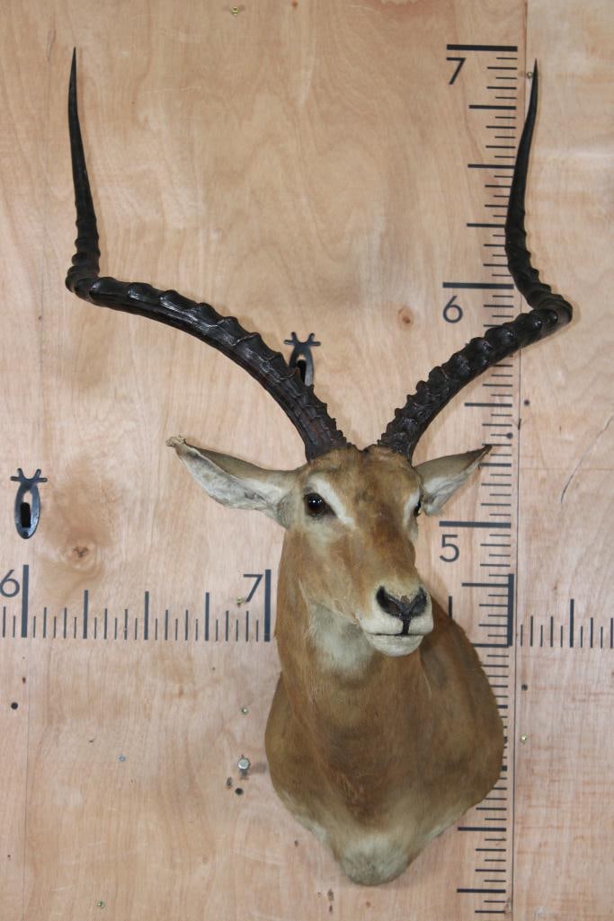 Massive IMPALA Shoulder Mount - 2