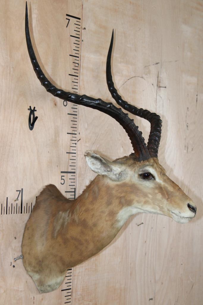 Massive IMPALA Shoulder Mount - 3