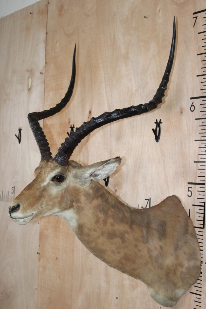 Massive IMPALA Shoulder Mount - 4