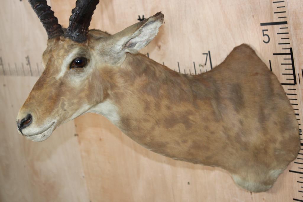 Massive IMPALA Shoulder Mount - 5