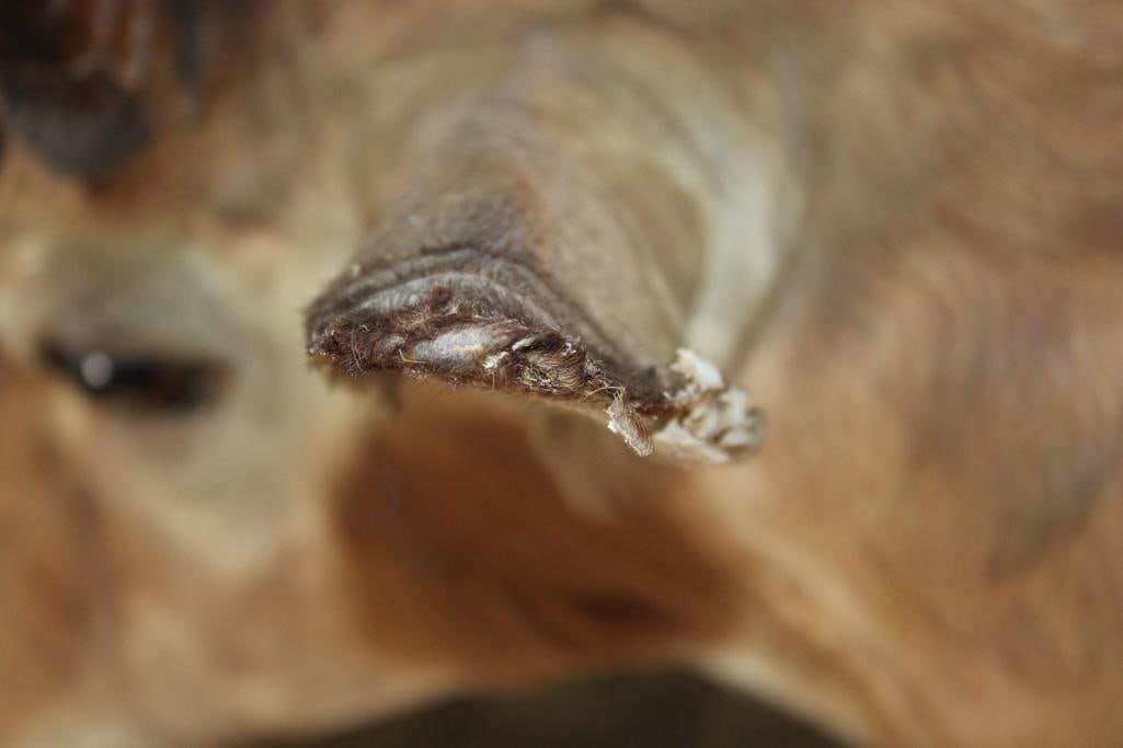 Massive IMPALA Shoulder Mount - 6