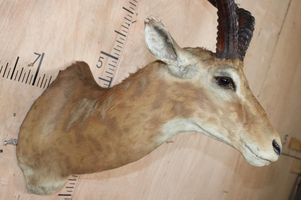 Massive IMPALA Shoulder Mount - 7