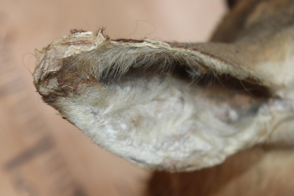 Massive IMPALA Shoulder Mount - 8