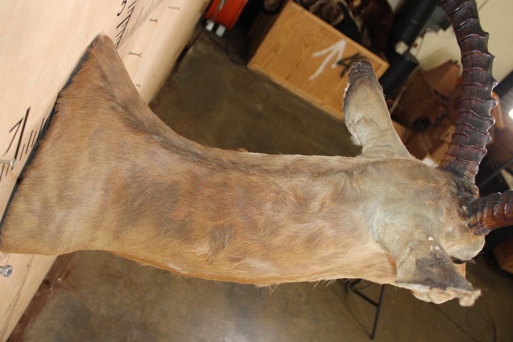 Massive IMPALA Shoulder Mount - 9