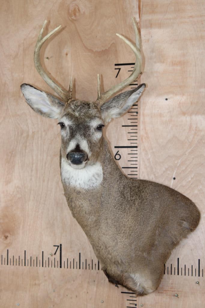 7-Point WHITETAIL DEER Wall Pedestal: Nice, Clean, and Newre 7-Point WHITETAIL DEER Wall Pedestal. It has a 14" Spread and is in Good Condition. TAXIDERMY 