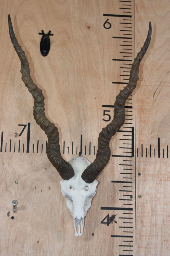 BLACKBUCK Skull with Removable Horns: BLACKBUCK Skull with Removable Horns and a Wire Hanger. The Right Horn measures 25.75" around the Spiral Ridge. The Left Horn measures 25.5" around the Spiral Ridge. It is missing 3 Teeth. TAXIDERMY S