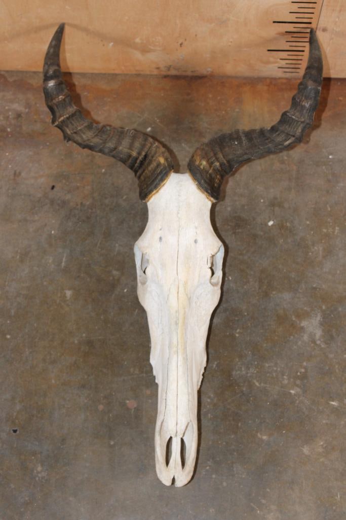 COKE'S HARTEBEEST Skull: COKE'S HARTEBEEST Skull. The Right and Left Horn both measure 17.5" Long each. It has All the teeth but 3. TAXIDERMY SKULLS 