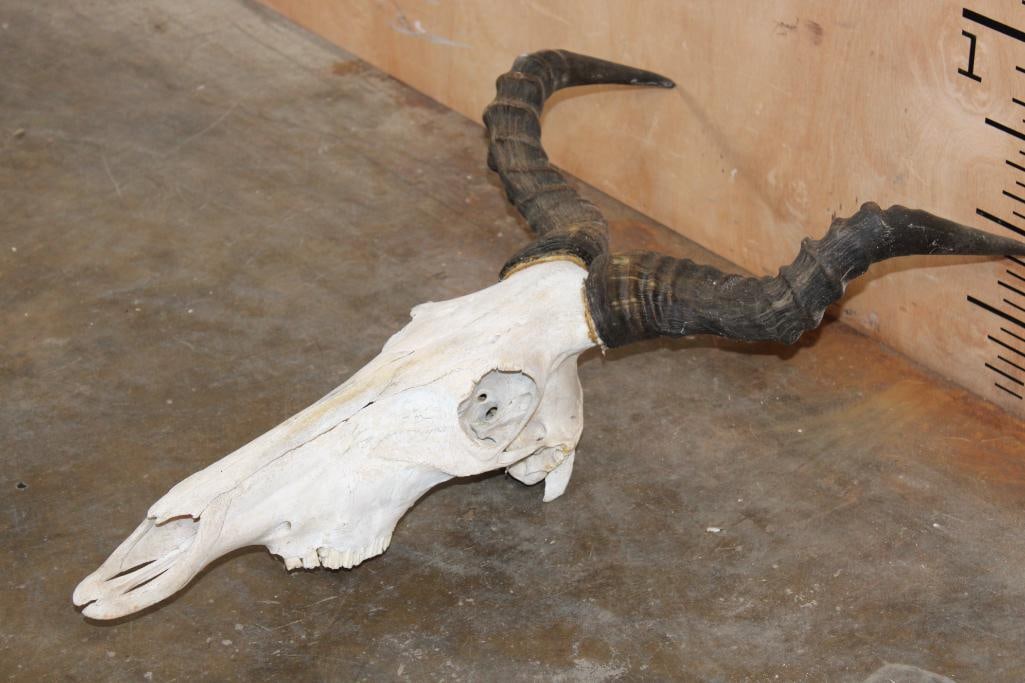 COKE'S HARTEBEEST Skull - 2