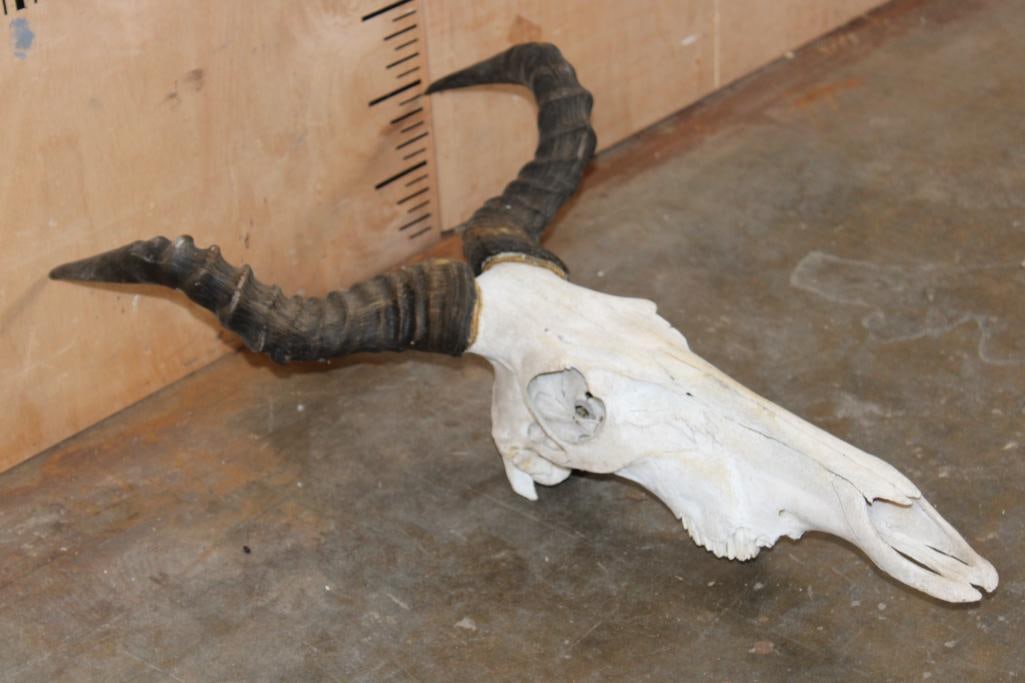 COKE'S HARTEBEEST Skull - 3