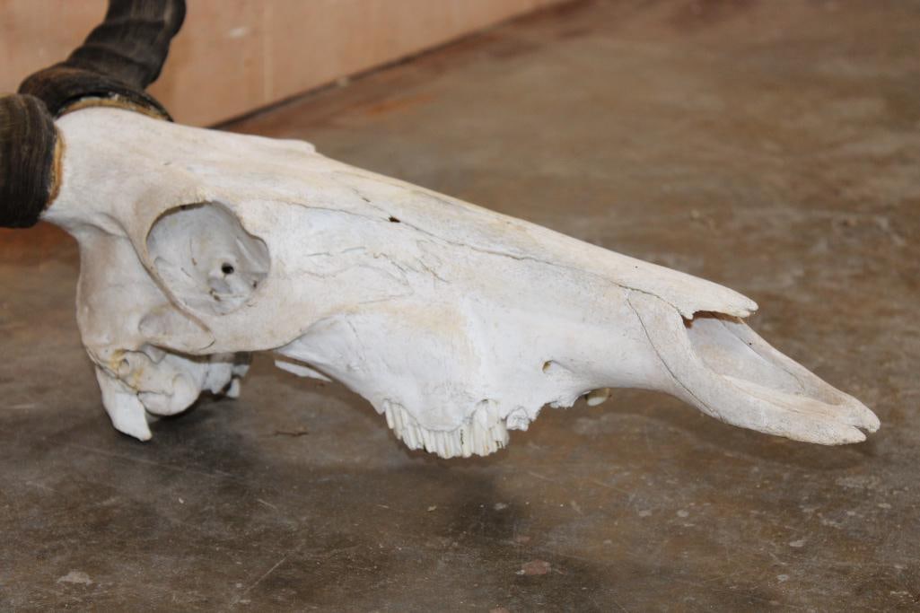 COKE'S HARTEBEEST Skull - 4