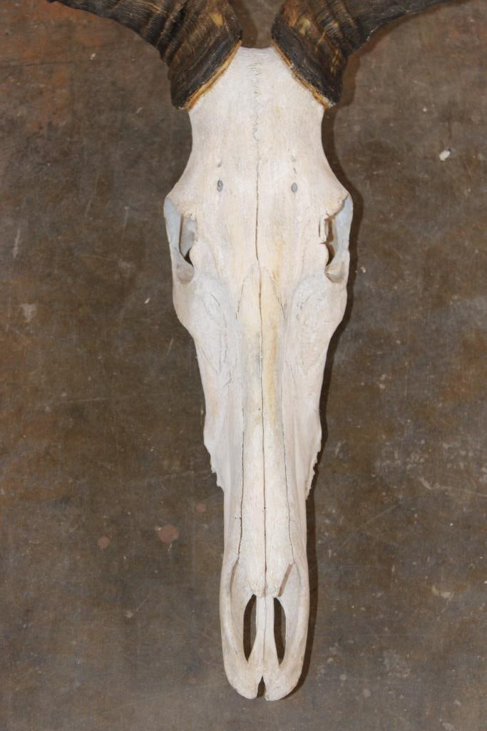 COKE'S HARTEBEEST Skull - 5