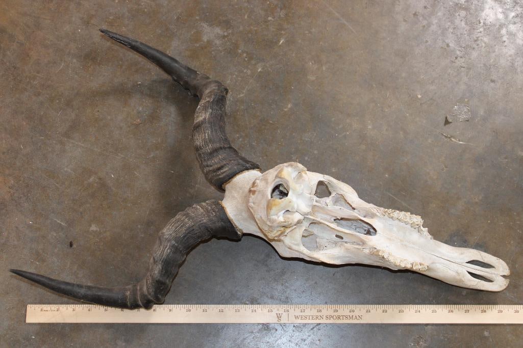 COKE'S HARTEBEEST Skull - 8