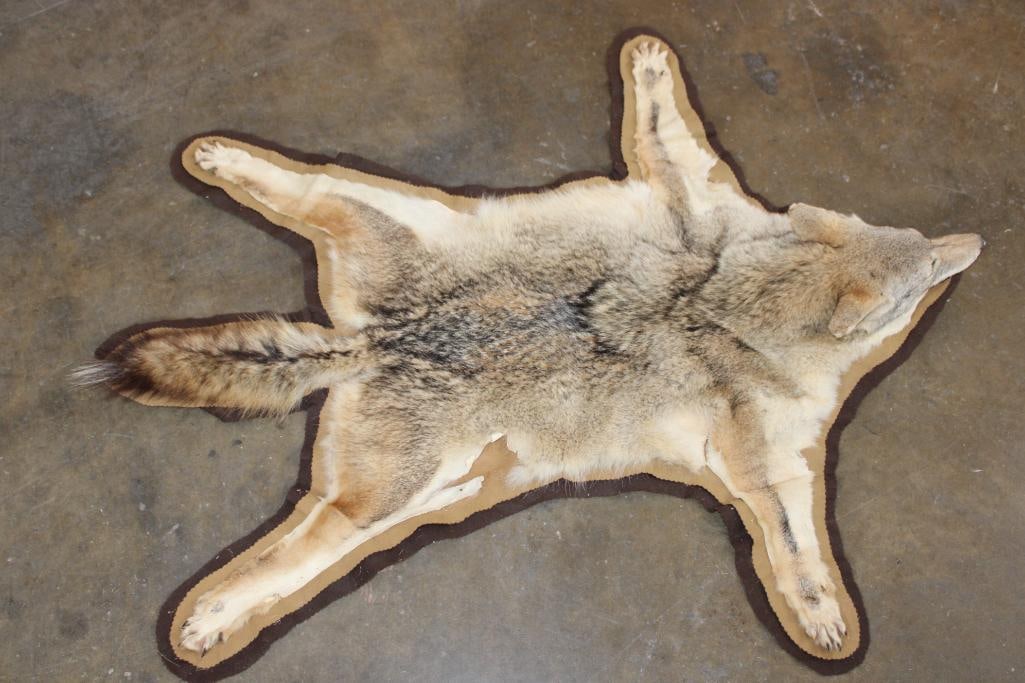 COYOTE HIDE or COYOTE HIDE RUG with its Mounted Head and Double Felted Backing: COYOTE HIDE or COYOTE HIDE RUG with its Mounted Head and Double Felted Backing. It measures 51" Long x 43.5" Wide. This is an older rug in Fair Condition. TAXIDERMY 