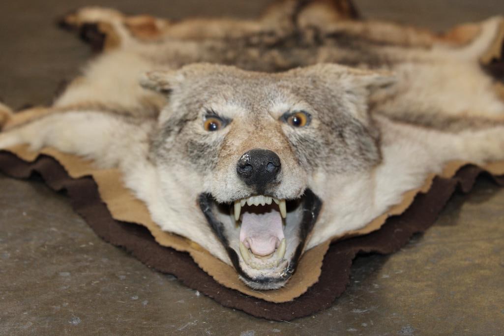 COYOTE HIDE or COYOTE HIDE RUG with its Mounted Head and Double Felted Backing - 2