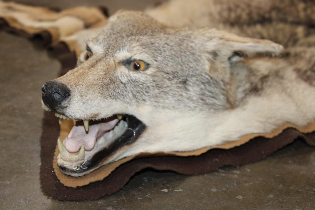 COYOTE HIDE or COYOTE HIDE RUG with its Mounted Head and Double Felted Backing - 3