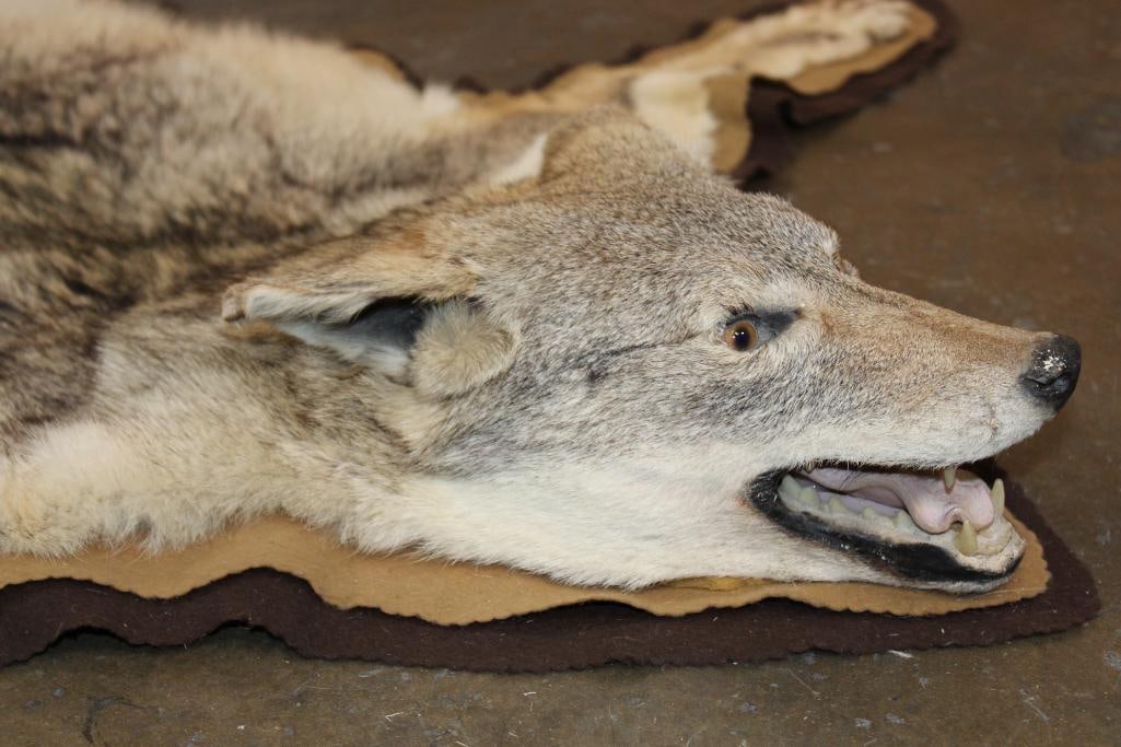 COYOTE HIDE or COYOTE HIDE RUG with its Mounted Head and Double Felted Backing - 4