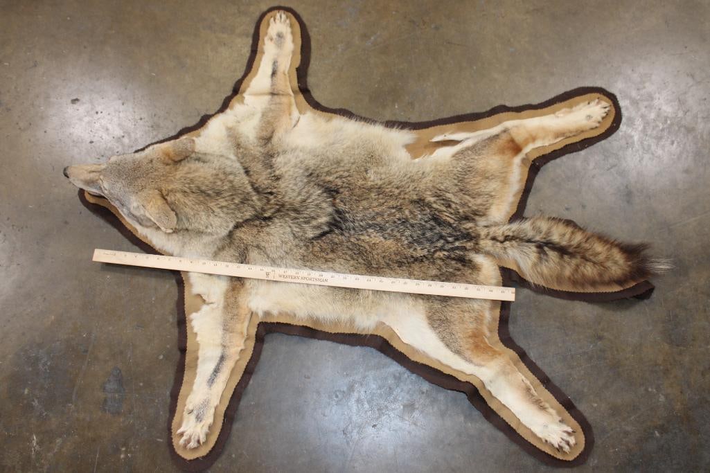 COYOTE HIDE or COYOTE HIDE RUG with its Mounted Head and Double Felted Backing - 5