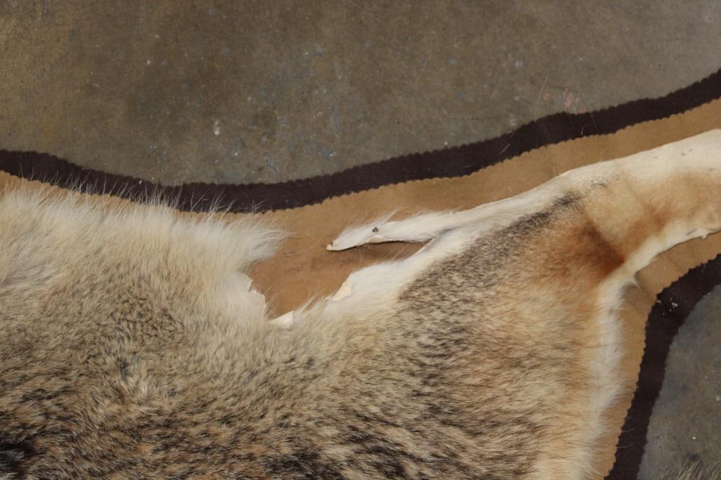 COYOTE HIDE or COYOTE HIDE RUG with its Mounted Head and Double Felted Backing - 6