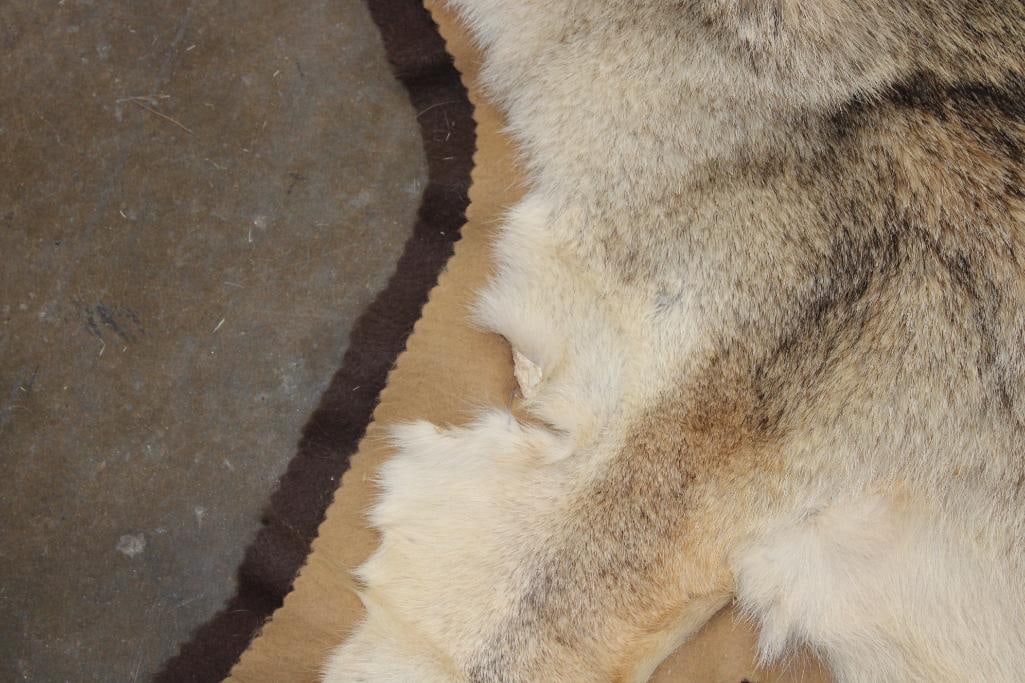 COYOTE HIDE or COYOTE HIDE RUG with its Mounted Head and Double Felted Backing - 7