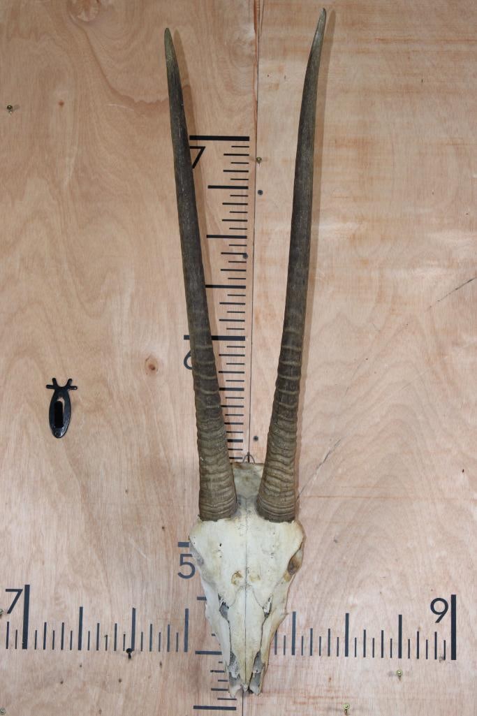 GEMSBOK Skull with No Teeth or Nose Cone: GEMSBOK Skull with No Teeth or Nose Cone. The Left Horn measures 27" Long and the Right Horn measures 26.25" Long. It has a Wire Hanger for display. TAXIDERMY SKULLS 