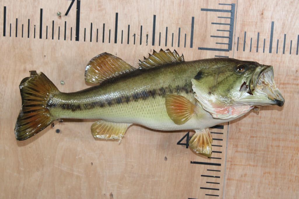 *Real Skin SMALL MOUTH BASS Fish Mount: *Real Skin SMALL MOUTH BASS Fish Mount. It measures 19" Long. There is some fin damage and a hole in the cheek. TAXIDERMY FISH 