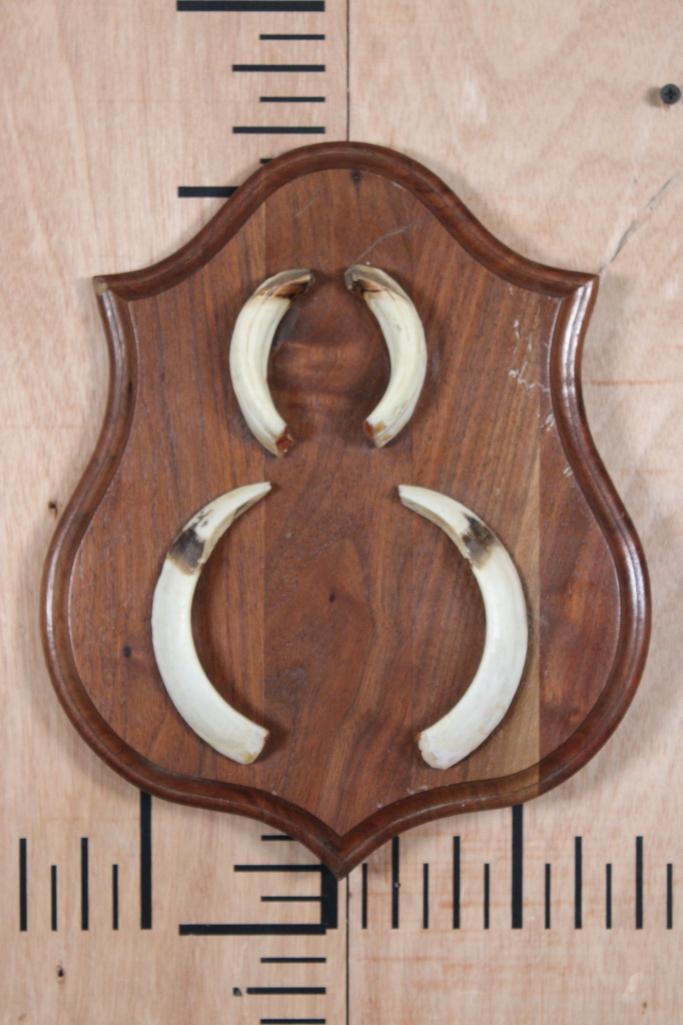 WILD PIG or BOAR Tusk Set "Captain Cookers" Taken in New Zealand: WILD PIG or BOAR Tusk Set "Captain Cookers" mounted on a Wood Plaque. These were taken in "New Zealand 1997" (written on the back). The Upper Tusks measure 3.75" Long each. The Lower Tusks measure