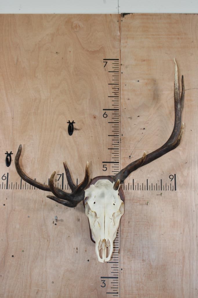 11-Point ELK Skull with an Antler Deformity on a Wood Wall Pedestal: 11-Point ELK Skull with an Antler Deformity. It is mounted on a Wood Wall Pedestal and has All its Teeth. It has several glue repairs. TAXIDERMY SKULLS 