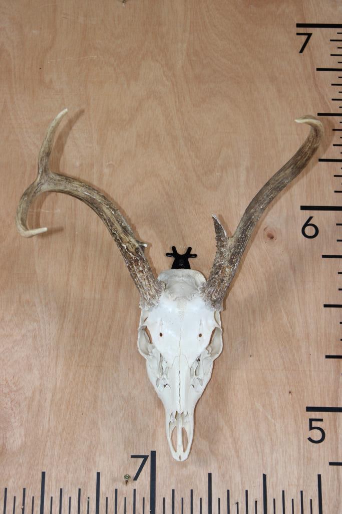 4-Point WHITETAIL Skull with All its Teeth: 4-Point WHITETAIL Skull with a whopping 14.5" Spread! It has All its Teeth and a Wire Hanger for display. TAXIDERMY SKULLS 