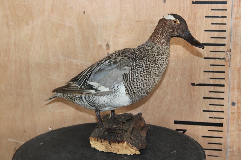 GARGANEY DUCK DRAKE Perched on a Tree Bark Base: Nice and rarely seen GARGANEY DUCK DRAKE (Spatula querquedula) Mount. It is perched on a Tree Bark Base, the Total Mount measures 12" Long x 5.5" Wide x 9.25" Tall. Garganeys are native to Europe and