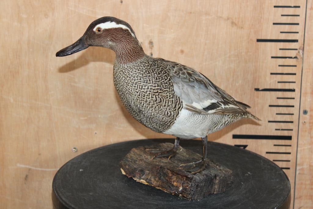 GARGANEY DUCK DRAKE Perched on a Tree Bark Base - 2